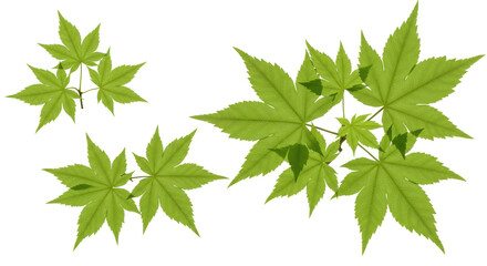 Isolated Green Maple Leaves
