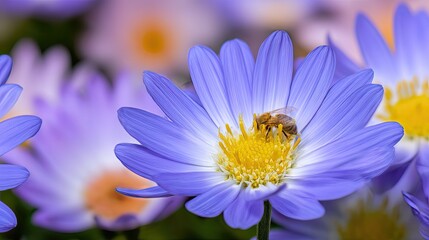 A bee on an aster flower, with purple petals