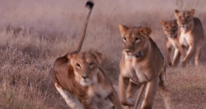 Wide shot of two lions (Panthera leo) play fighting as they run between grasslands at sunrise in Kenya.