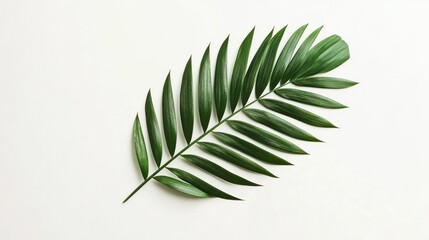 Serene Green Palm Leaf on White Background Minimalist Photography