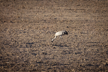 An adult common crane searches for food in a field, standing sideways to the camera lens on a sunny spring evening.