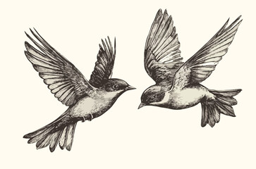 hand drawn birds vector art