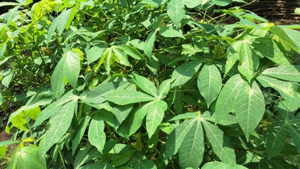 Lush Green Cassava Leaves (Manihot esculenta) Forming a Dense Tropical Foliage Background, Ideal for Natural Wallpapers and Botanical Illustrations.