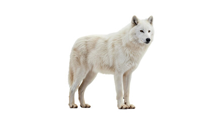 Majestic Arctic Wolf Stunning White Wolf Image isolated on white background