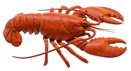 Isolated Lobster