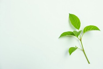 Single vibrant green plant, clean white background , simple, studio