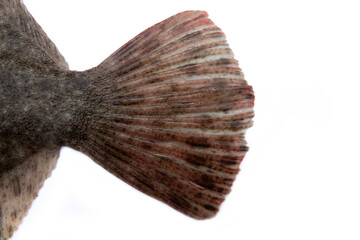 Black Sea turbot (Psetta maeotica) demersal fish. Azov smaller subspecies of flounder Scophthalmus maeoticus torosus adapted to fine-sanded bottom, disruptive coloration. Tail isolated on white