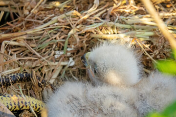 Long-legged buzzard (Buteo rufinus) nestlings are 5 days old, elder's eyes are open. White chicks...