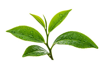 Isolated Green Tea Leaves with Glistening Water Droplets