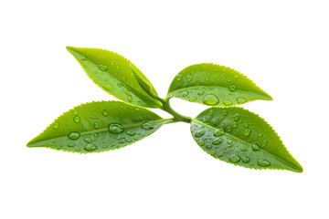 green tea leaves with water droplets isolated on a transparent background