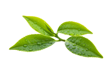 green tea leaves with water droplets isolated on a transparent background