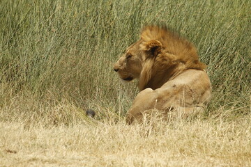 Leone solitario a riposo nell'erba.
Tanzania,Africa.