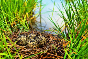 A black-winged stilt (Himantopus himantopus) nest in the coastal thickets of a brackish lake in coastal vegetation Aeluropus littoralis. Northern Black Sea region