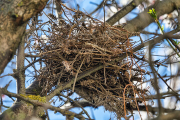 Collared turtle dove (Streptopelia decaocto) nest on almond tree. The view from below shows that the building is light, the sky shines through. Dry yarrow stems