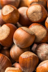 Organic Raw Dry Hazelnuts