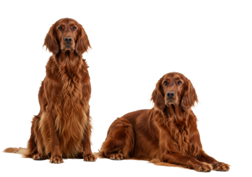 Elegant photorealistic studio shot of two Irish Setters with beautiful flowing mahogany red coats, one sitting and one lying down gracefully, looking attentively forward. Clearly separated dogs. 