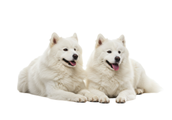 Photorealistic studio shot of two fluffy white Samoyed dogs lying down comfortably side-by-side, facing slightly towards each other with gentle smiling expressions. Clearly separated dogs. 