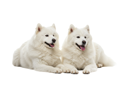 Photorealistic studio shot of two fluffy white Samoyed dogs lying down comfortably side-by-side, facing slightly towards each other with gentle smiling expressions. Clearly separated dogs. 