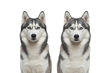 Striking photorealistic studio shot of two Siberian Huskies (classic grey and white markings) sitting regally side-by-side, both looking intensely at the camera with piercing blue eyes. 