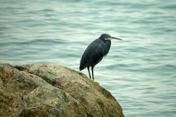 Bandar Abbas, Iran- January 9, 2023: western reef heron (Egretta gularis) on rock