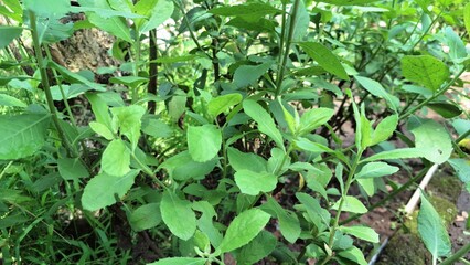 Pluchea Indica Leaf Texture Macro Shot – Aromatic Medicinal Herb for Natural Healing, Botanical Study, and Herbal Remedies Design