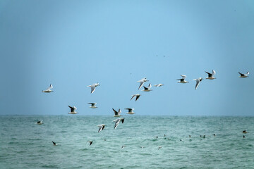 A mixed flock of seagulls flies along the Gulf of Oman in winter - slender-billed gull (Chroicocephalus genei, Larus genei)