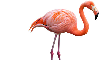 Isolated Flamingo