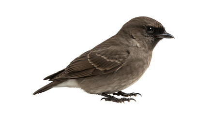 Isolated Brown Bird