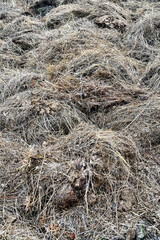 Dry cow manure with hay residues. Manure after cleaning the barnyard, neat house