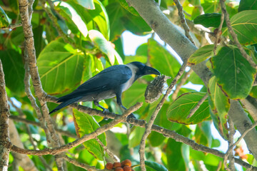 Brilliant Raven (Indian House crow, Corvus splendens) with food in its beak in the crown of a banyan tree. Oman