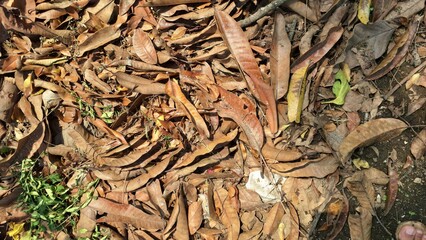 Explore the natural texture of dry and dead leaves piled on the ground, a classic scene of autumn with brown leaf litter covering the forest floor