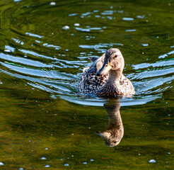 Close-up of a female Mallard duck gracefully swimming on calm green water, with a perfect reflection of its body on the surface. The natural ripples and warm light add tranquility to the scene.