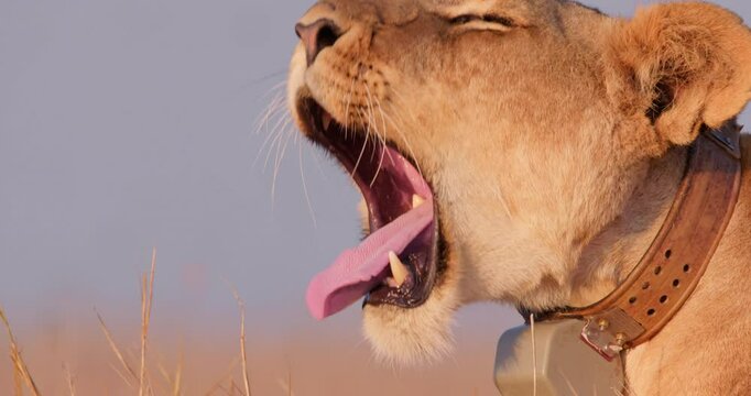 Close up of a collard lions' (Panthera leo) head yawning at sunrise in Kenya.