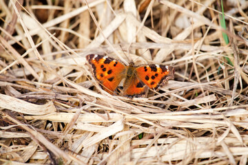 The butterfly lesser tortoiseshell (Vanessa urticae) overwintered at the age of imago and sits on dry grass in early spring. Boreal europe forest