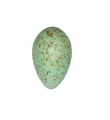 A Eurasian crow (Corvus corone) egg. A series of frames demonstrates the variability of egg color and shape in one clutch. North-eastern Europe. Svir River Valley. Isolated on white