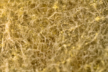 Penicillin and aspergillum mold on bread. Colonies of species of mold fungi, young (white), yellow Aspergillus flavus, green - Penicillum. Aspergillus niger ripe black round sporangia. Ultramacro