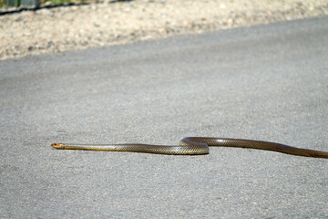 Large 1.5-meter Balkan snake (Coluber jugularis) on highway. It is very brave, aggressive snake in...