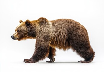 Fototapeta premium Majestic Brown Bear Walking Gracefully on White Background with Detailed Fur Texture and Strong Build
