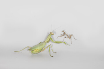Scary predators. The battle between Praying mantis (left) and Empusa (right)
