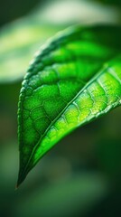 Close-up view of a vibrant green leaf showcasing intricate details and textures in natural light during a serene afternoon
