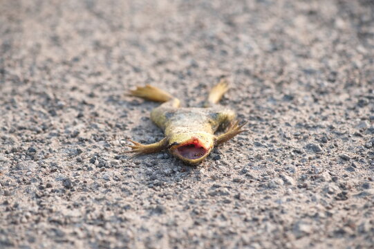 The tragic end for a frog after being killed when attempting to cross a busy street. frog roadkill road kill.