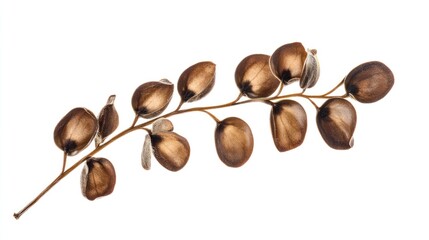 Dried Plant Branch with Seed Pods: A Study in Texture and Form