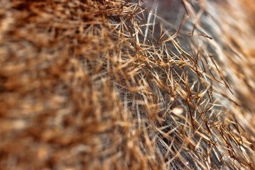 Unusual Eurasian water shrew (Neomys fodiens) fur. The shrew's fur is thick, flat, contains a lot of air and is not wetted with water. Adaptation to an aquatic lifestyle. Ultramacro