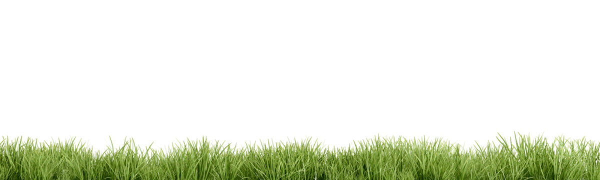 green grass isolated on white background