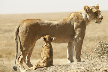 Giovane mamma leonessa che allatta il suo cucciolo. Tanzania,Africa