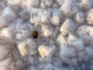 Crystals of self-seeding salt on the shore of a hypersalted lake