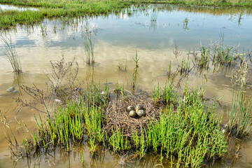 Birds of salty marshes. Helium. Black-winged stilt (Himantopus himantopus) nest between samphire (Salicornia), seapoa (Puccinellia), saltwort (Salsola) in very damp habitat. Steppe Black Sea region