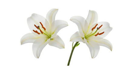 Fototapeta premium Photorealistic studio shot of two large, elegant white Easter lilies (Lilium longiflorum) with long green stems and leaves, positioned side-by-side, slightly overlapping at the base but distinctly 