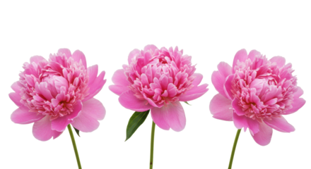 Photorealistic studio shot of three lush, fully bloomed pink peonies with ruffled petals, arranged loosely in a shallow horizontal line but distinctly separate, showing short green stems. 