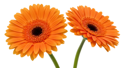 Photorealistic studio shot of two vibrant orange Gerbera daisies with dark centers and long smooth green stems, positioned side-by-side, slightly angled towards each other, clearly separated, against 